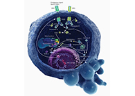 HQL造药、常州隆赛和上海esball将共同研新型抗癌药物