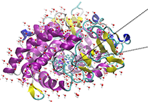 2009年5月esball参与了上海国际蛋白质及多肽产业展览会