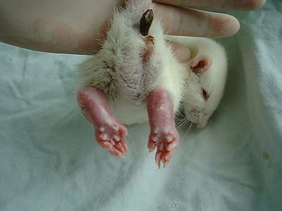 大鼠帕金森氏病动物模型的成立——esball生物医药