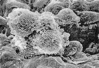 esball(中国区)官方网站