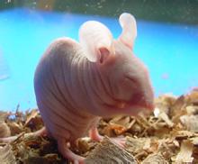 新药临床前钻研内容