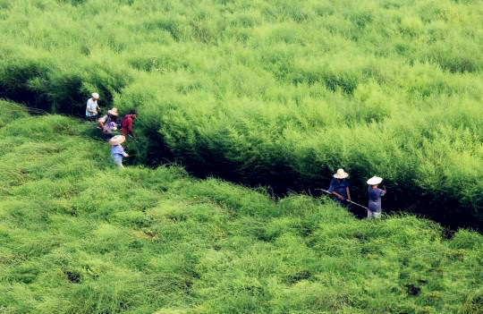 国内青蒿素产业近况：难觅国内药企身影