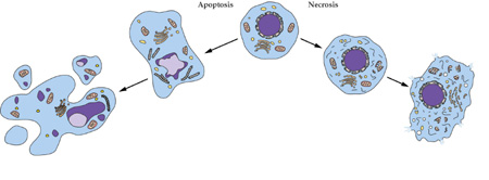 esball细胞凋亡检测技术服务