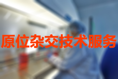 原位杂交技术的分类有哪些？