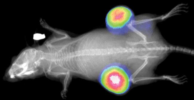 esball(中国区)官方网站