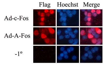 esball(中国区)官方网站