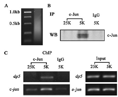 esball(中国区)官方网站