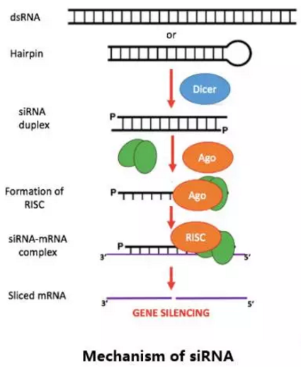 esball(中国区)官方网站
