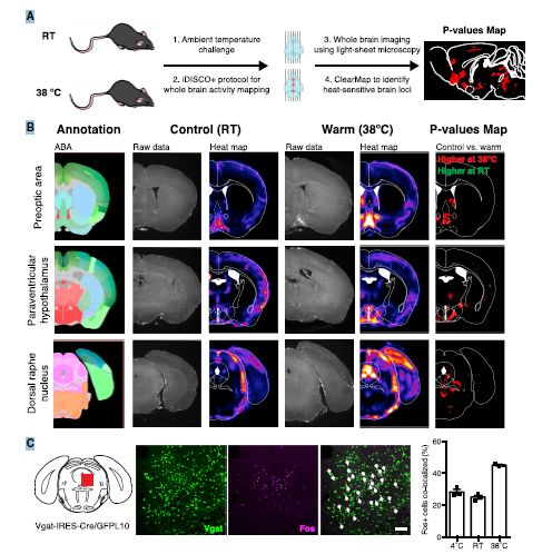 iDISCO+步骤对幼鼠的大脑进行荧光染色全脑成像
