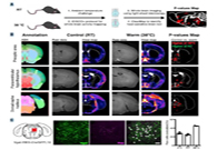 减肥药对准新靶点，强效减肥药即将来袭？