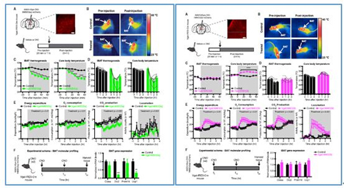 对神经元的激活会削减棕色脂肪产能，削减身段活动，从而抑造能量的亏损；相反，抑造神经元会提高能量的亏损。