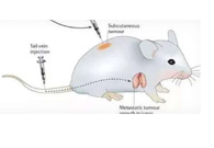 围观:临床前幼鼠模型若何？