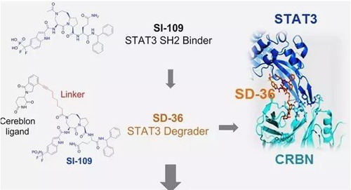 结构优化得到的SH2结合分子SI-109与CRBN结合，得到SD-36