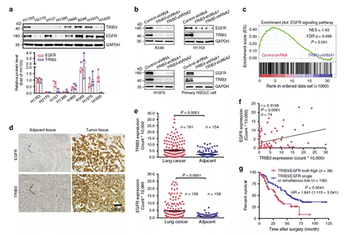 在指定的NSCLC细胞系中对TRIB3和EGFR表白的免疫印迹分析