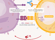 饿了吗？饿一饿原来能够辅助PD-1抑造剂肿瘤免疫医治