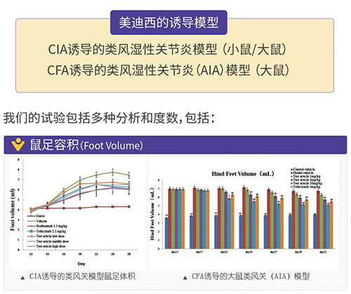 esball诱导的类风湿性关节炎模型