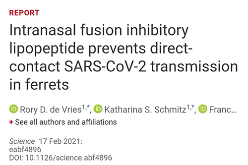 Science快递|鼻喷雾剂可阻止新冠肺炎传布，在雪貂尝试中已初获功效