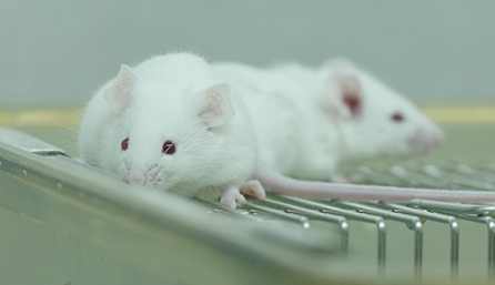 esball临床前钻研-药效学、药代动力学和临床前钻研服务