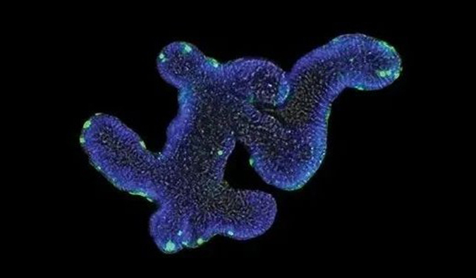 类器官——药物研发和药效评价的沉要技术