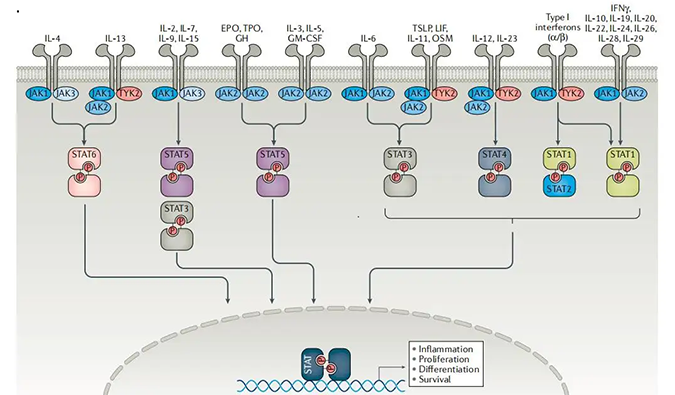 精准建模，把握解开自身免疫性疾病医治钻研的钥匙