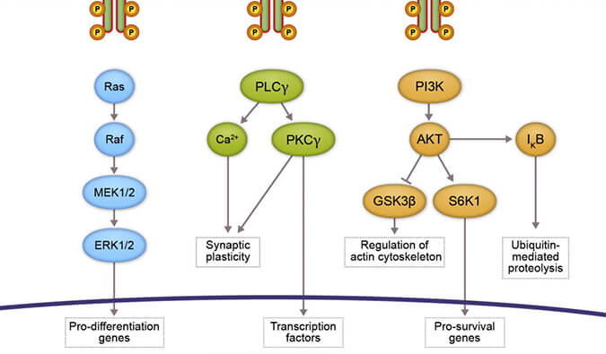 esball助力 | 睿跃生物1类新药 TRK降解剂CG001419获批临床