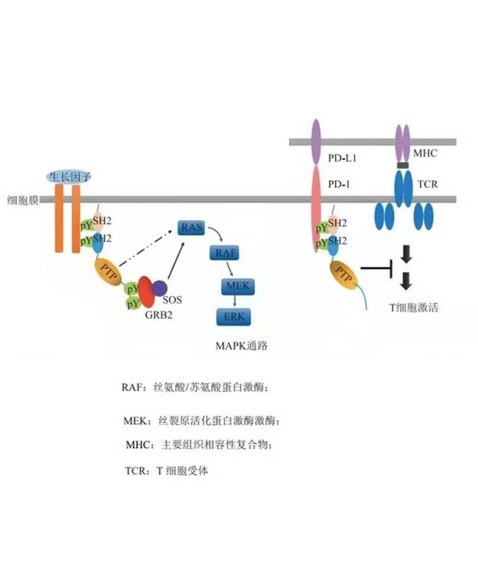 esball助力凌达生物SHP2变构抑造剂RG001片获批临床.jpg