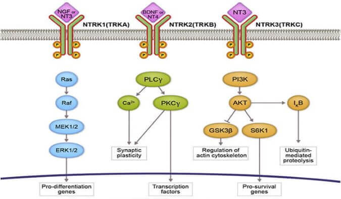 esball助力睿跃生物1类新药 TRK降解剂CG001419获批临床.jpg