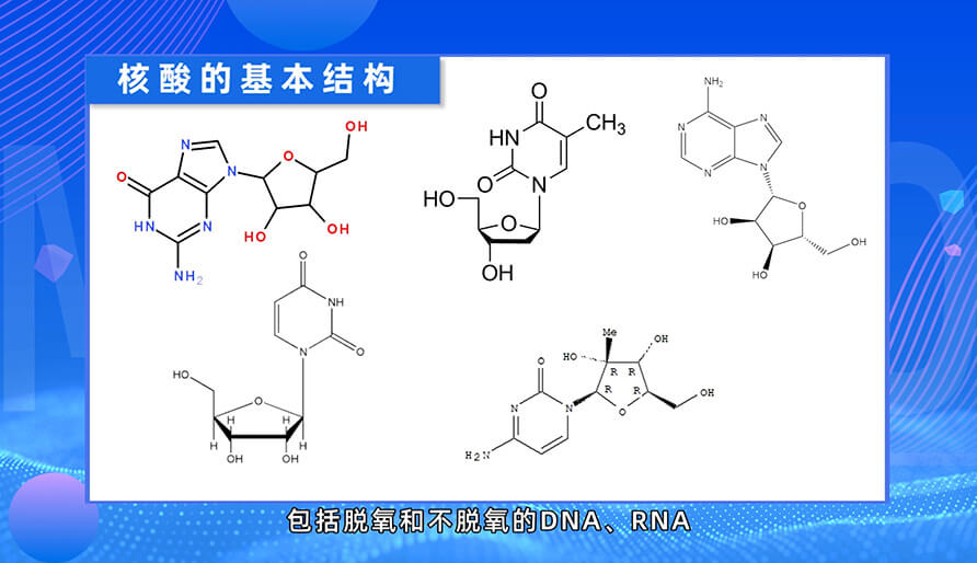 核酸药物的根基结构是什么