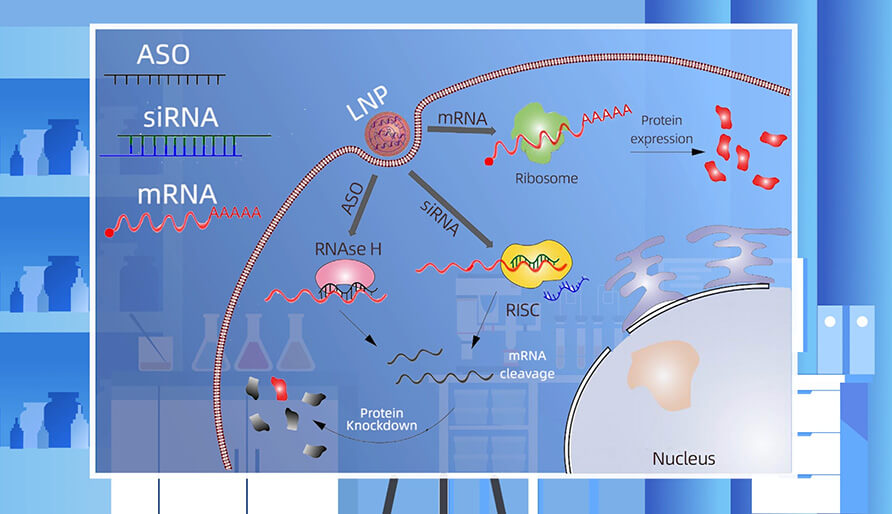 核酸药物的作用机造重要有哪些？