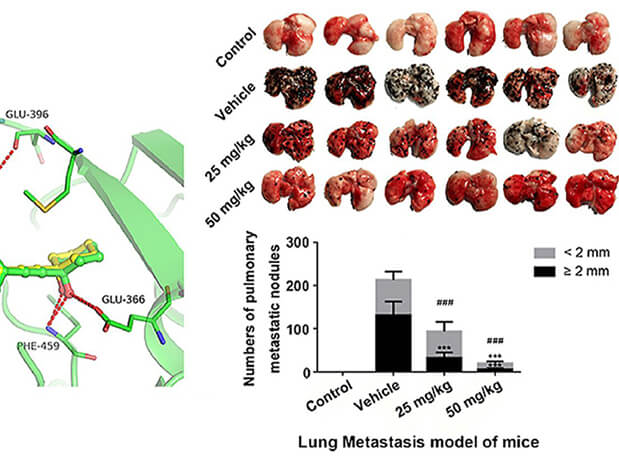 钻研用于肺癌和玄色素瘤细胞肺转移的选择性PAK4抑造剂的合成，此选择性PAK4抑造剂的PK钻研通过esball进行