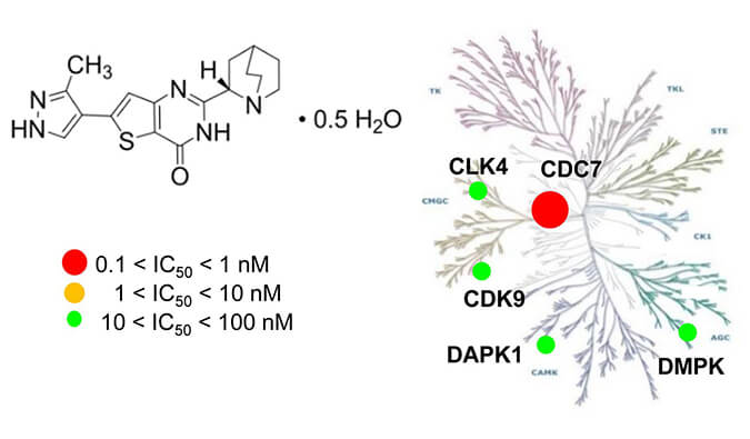 TAK-931是一种高特异性CDC7抑造剂，拥有抗肿瘤功效，本钻研中体内药效尝试通过esball进行
