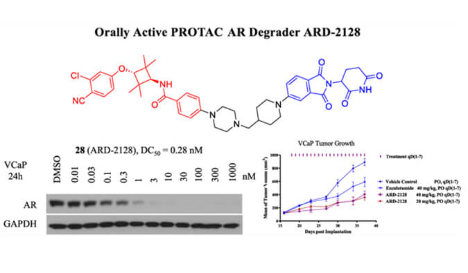 ARD-2128是一种PROTAC AR降解剂，拥有杰出的血浆和微粒体不变性，本钻研中体表不变性和PK钻研通过esball进行