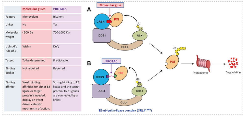 3-通过泛素-(Ub)-蛋白酶体系统降解指标蛋白-(POI)-示意图：分子胶(A)；PROTAC-(B).jpg