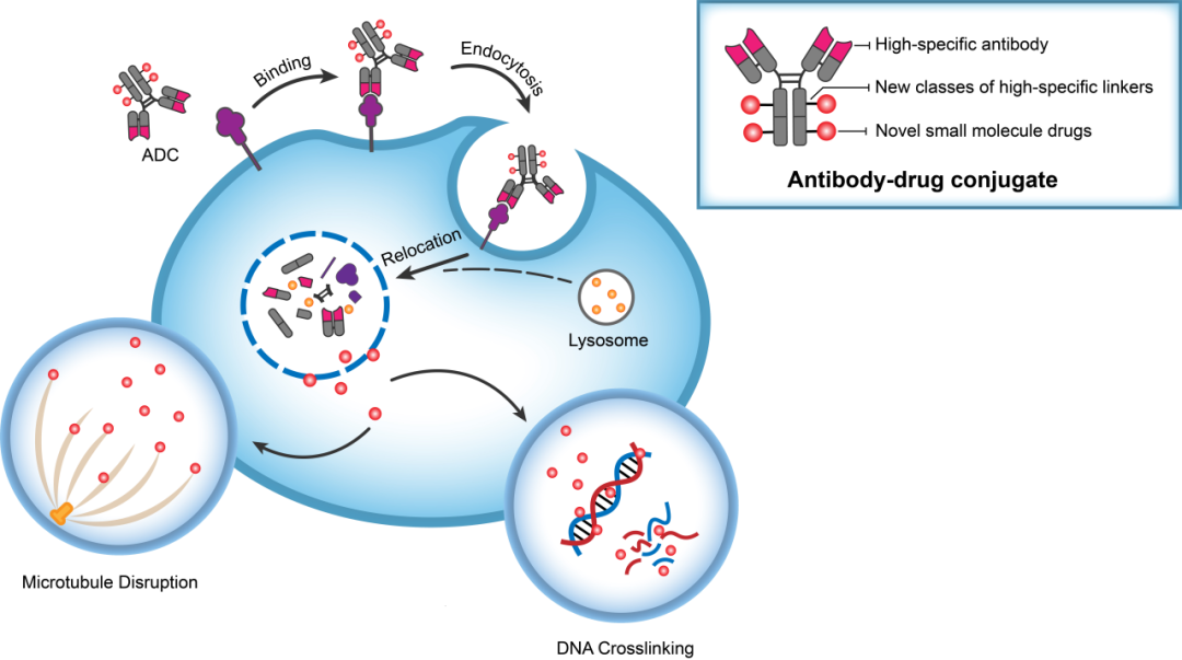 esball助力 | 华奥泰靶向CD73的ADC在美国获批临床