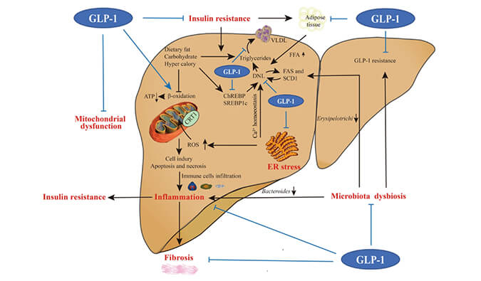 谁将成为 2024年全球生物医药首个黑马？NASH领域突破性药物即将问世？