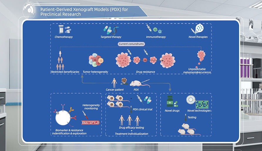 什么是临床前钻研的PDX（人源肿瘤异种移植）模型？