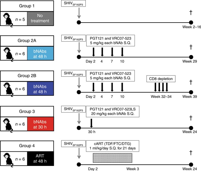 抗逆转录病毒疗法(ART)预防围产期HIV习染，本钻研中多替拉韦钠盐和游离态均由esball提供