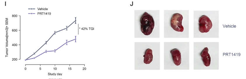 MCL1抑造剂在多种实体瘤和血液肿瘤模型中显示抗肿瘤成效，本钻研中药效尝试通过esball进行