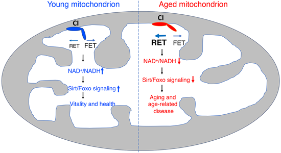 特异性RET抑造剂CPT可改善阿尔茨海默病，本钻研中CPT由esball化学部门合成