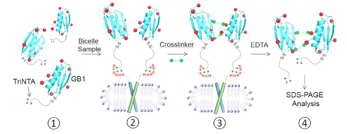 跨膜结构域寡聚体的结构测定新步骤，其中TriNTA通过esball合成