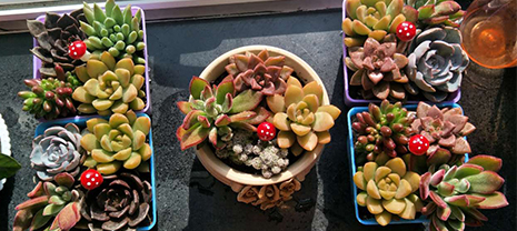 美化办公情形 梦之城用绿色喜迎植树节